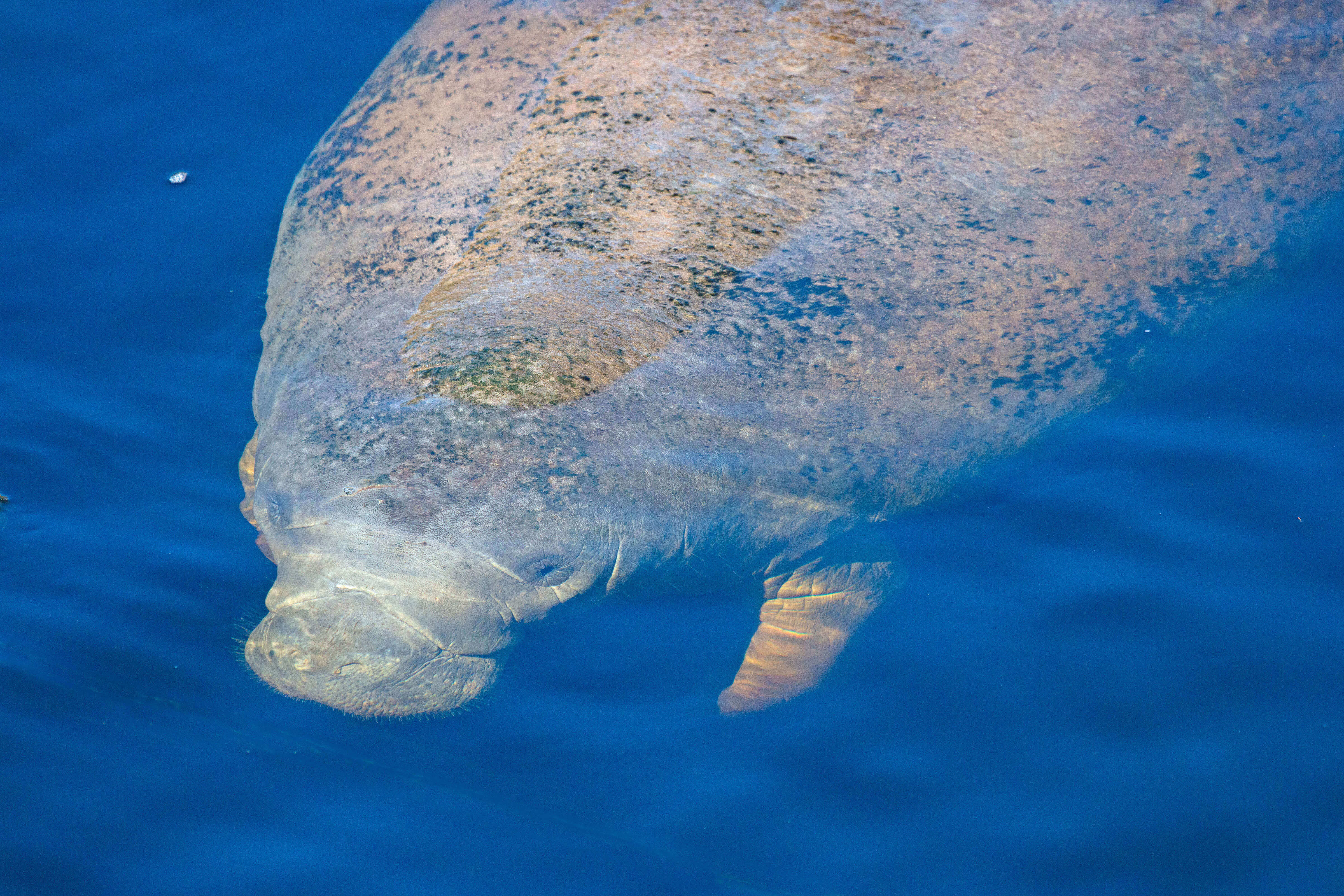 A manatee