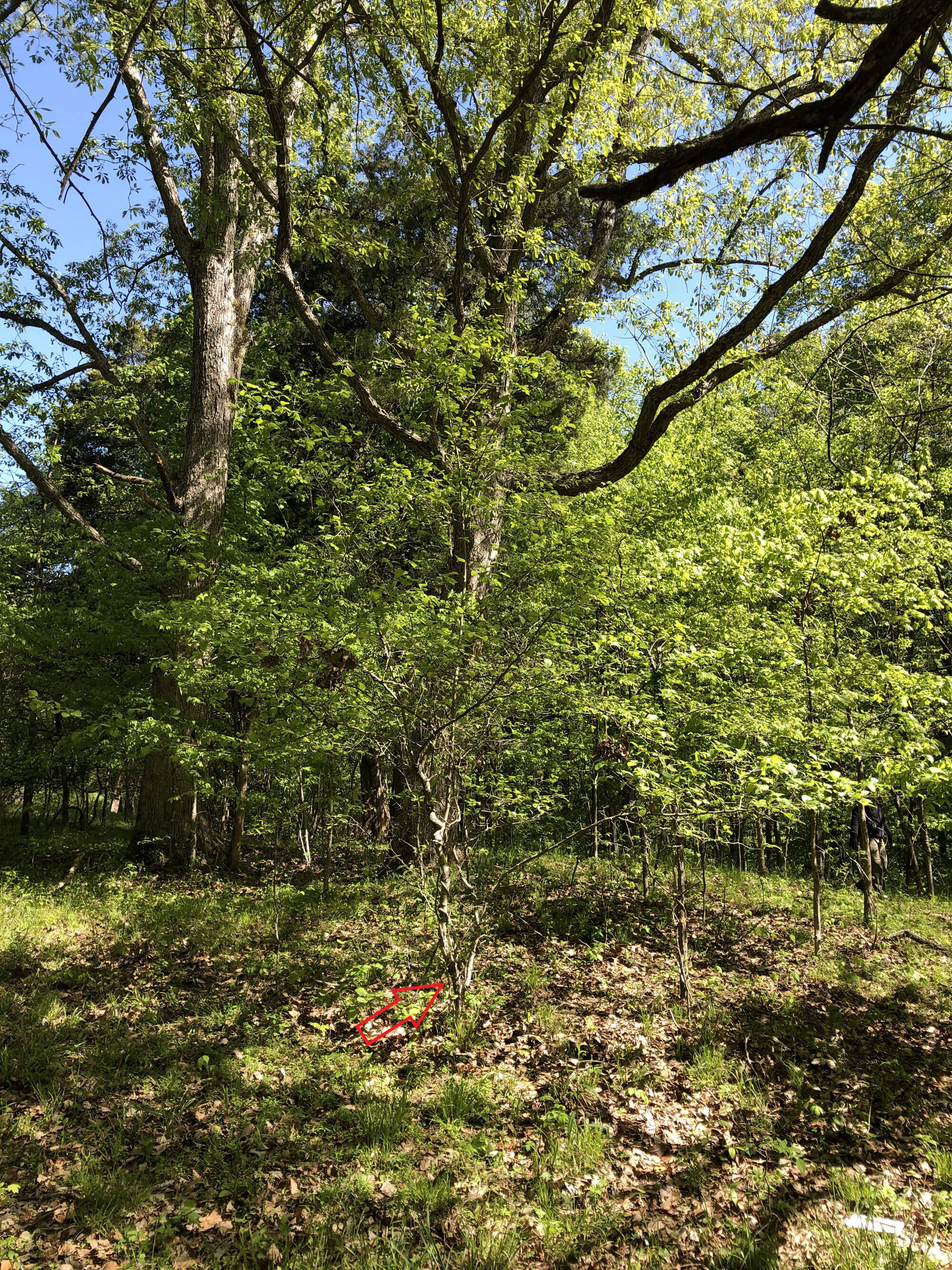 Harbison's hawthorn tree