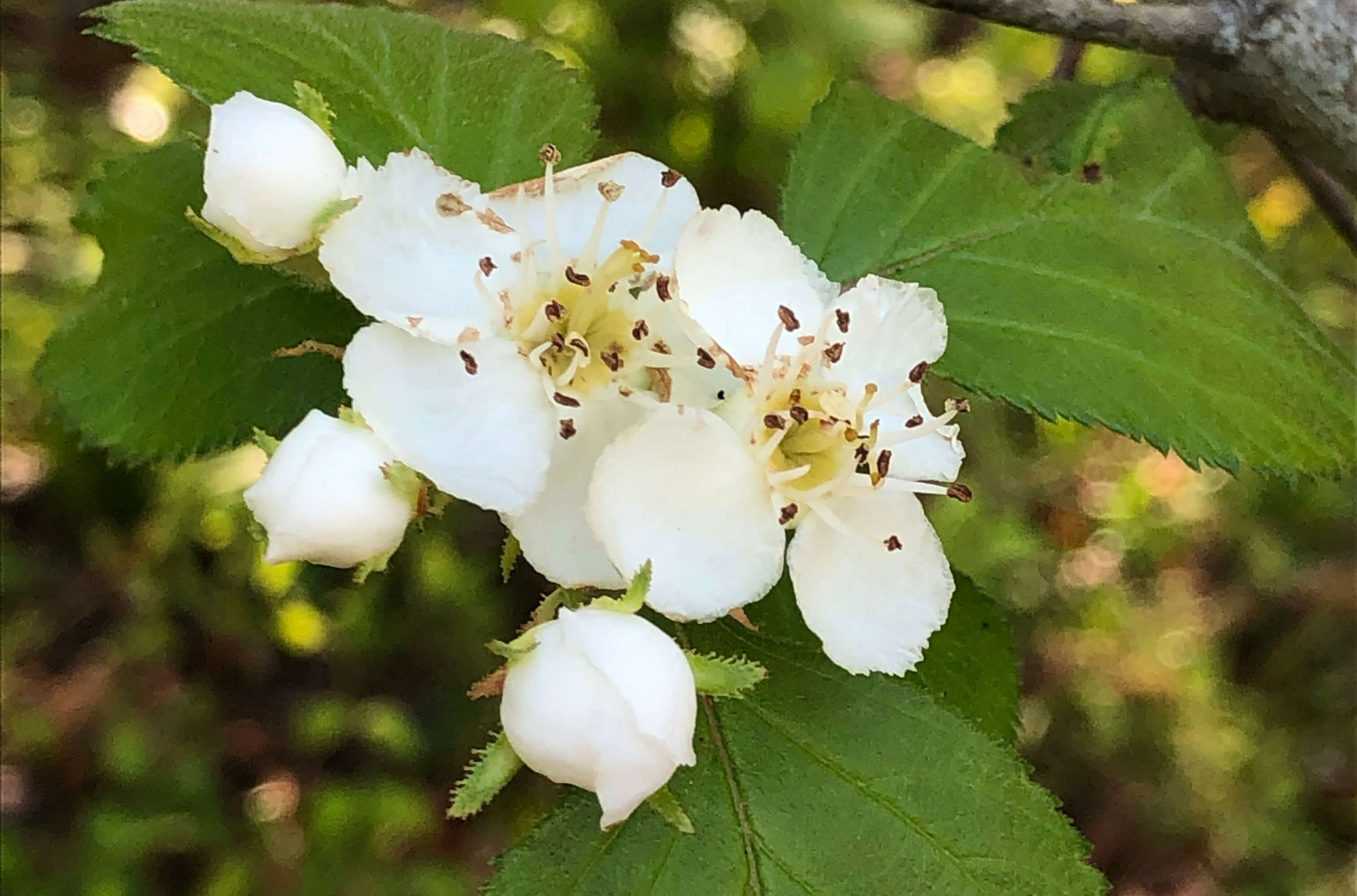 Harbison's hawthorn flowers