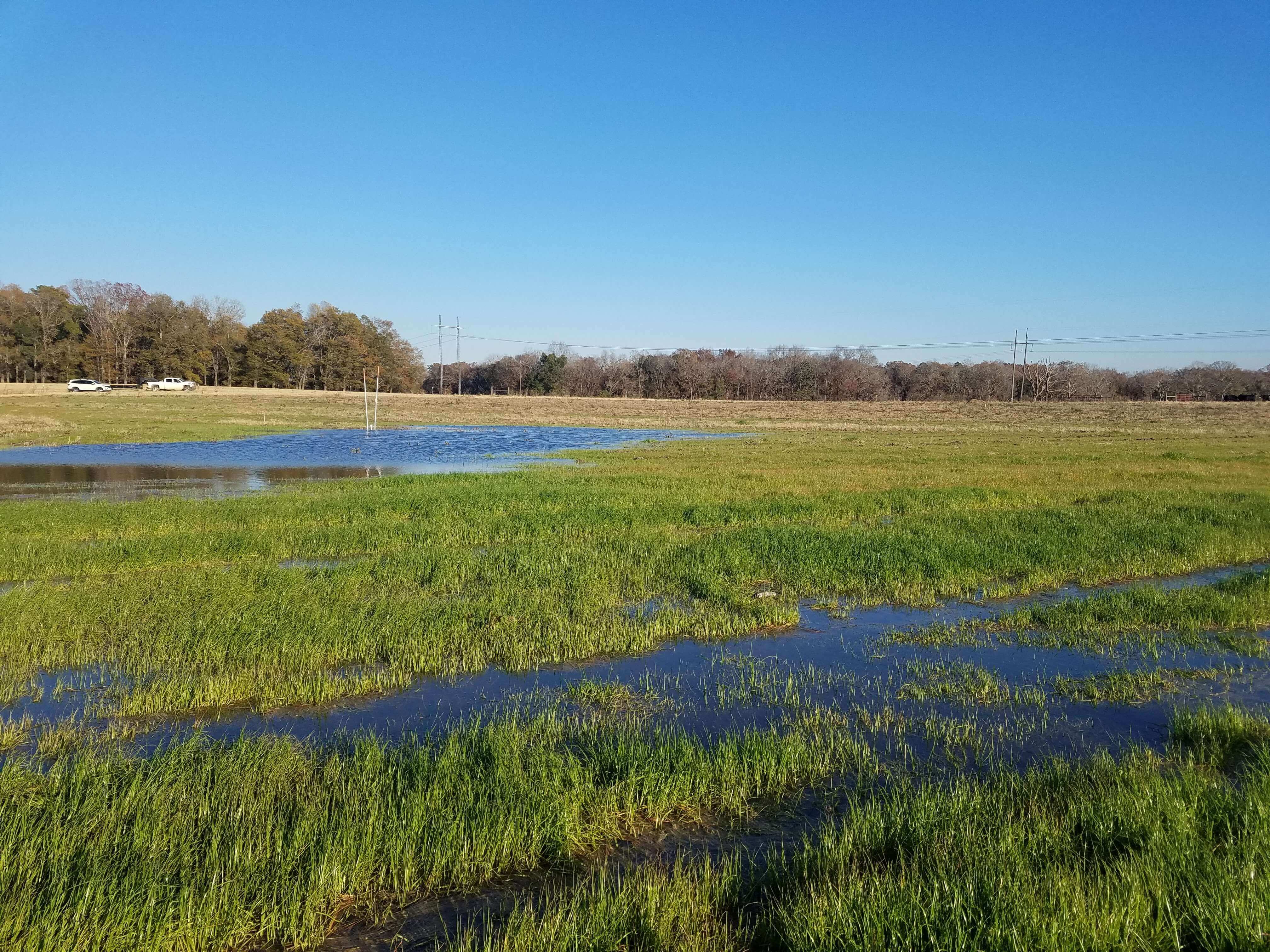 Wetlands