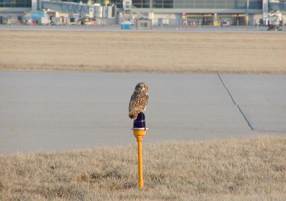 A short-eared owl looks for prey while perched on an airport runway beacon
