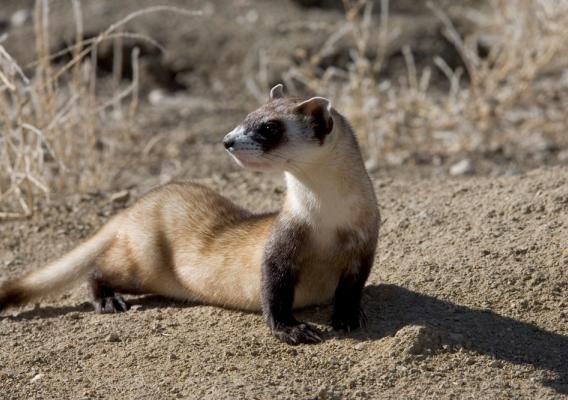 A black-footed ferret