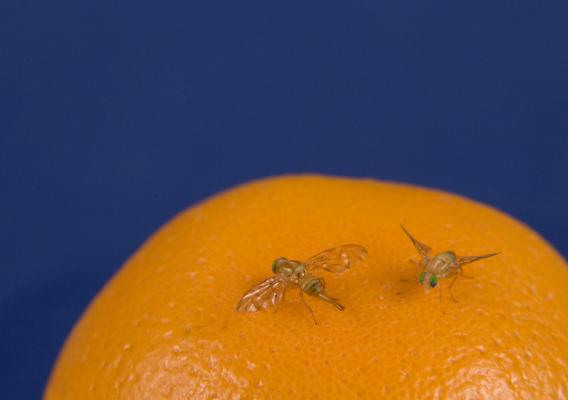 Exotic fruit flies on an orange