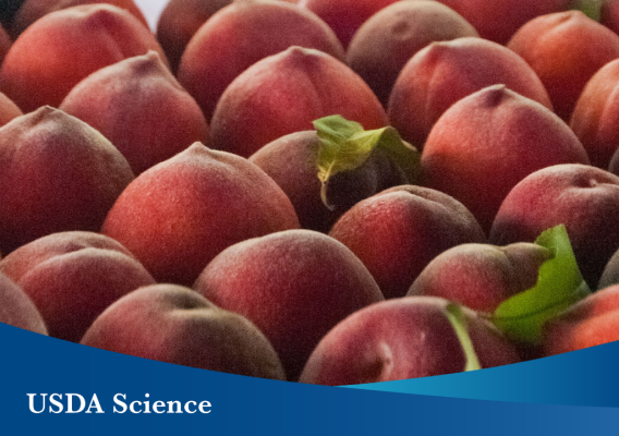 A crate full of peaches