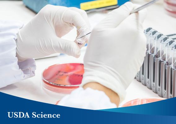 Photo in a laboratory setting of a close-up of a hand in plastic gloves working on bacterial culture. A blue banner overlays the photo saying, “USDA Science.”