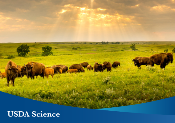 A photo of a group of buffalo in a green field with sun peeking through the clouds