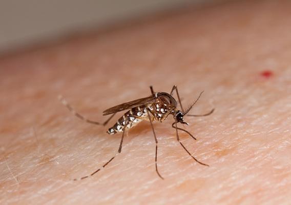 The yellow fever mosquito