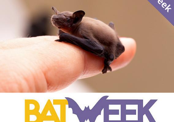 A person holding a small bat