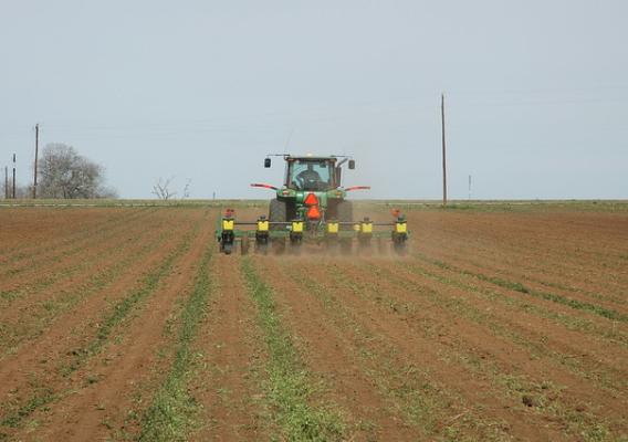 Corn planting in Burleson County near Caldwell, Texas