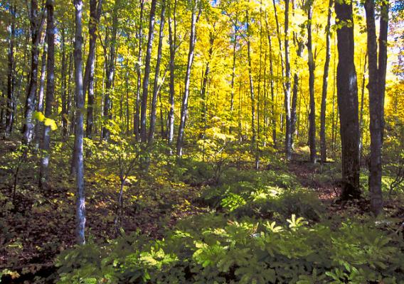 A forest on Michigan's Upper Peninsula