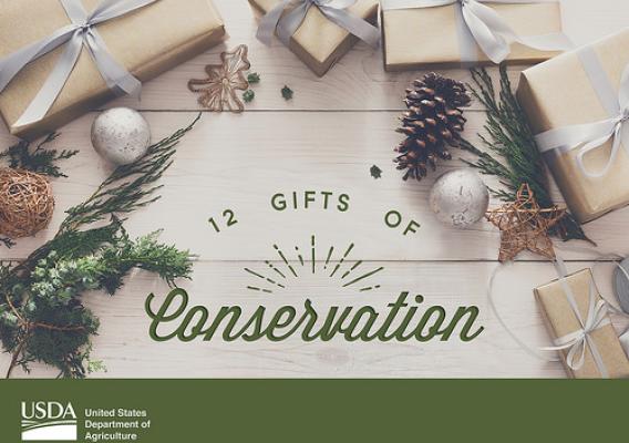 Top gift ideas that give back to conservation