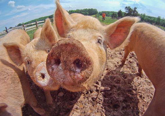Over the last 50 years, research and technological advances have led to a 35% decrease in the pork industry’s carbon footprint.