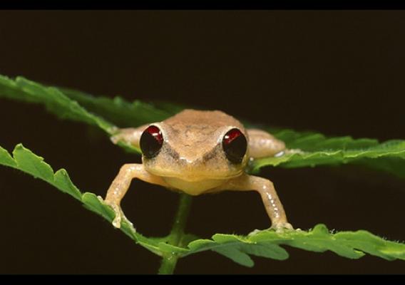 The very existence of frogs worldwide is being threatened by a killer fungus. Photo Credit: National Science Foundation