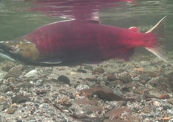 The male sockeye salmon has a larger head with elongated jaws, hooked snouts and strongly developed teeth. (U.S. Forest Service photo)