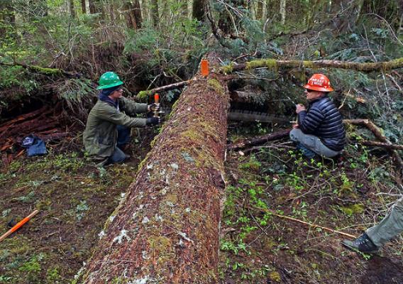 The daunting task of removing a fallen tree on the Olympic National Forest is best tackled with a partner. Two Washington Trails Association members work together using a cross-cut saw, which takes special training and a fine touch. (Courtesy Meg MacKenzie/Washington Trails Association)