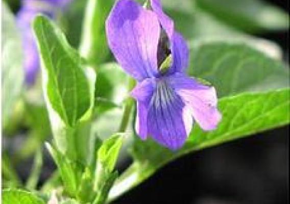 The native violet, Viola adunca, which the NRCS Corvallis Plant Materials Center is growing for silverspot butterfly habitat.