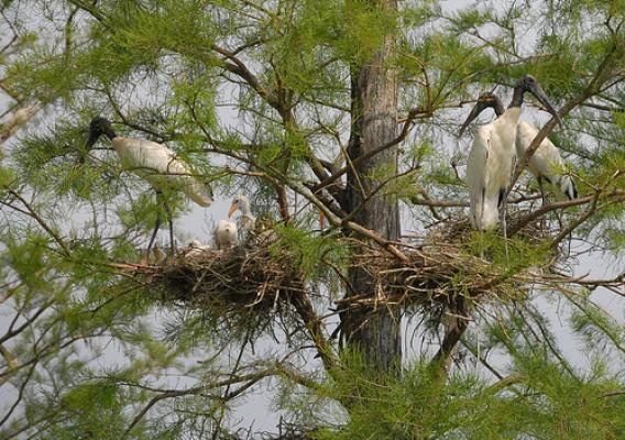 Wood storks are long-legged wading birds with black-tipped wings and tails. These birds, which have a wingspan of 5 feet when fully grown, need wetlands to survive. Their populations reached a low of 2,500 pairs by 1978, causing them to be listed as endangered in 1984.