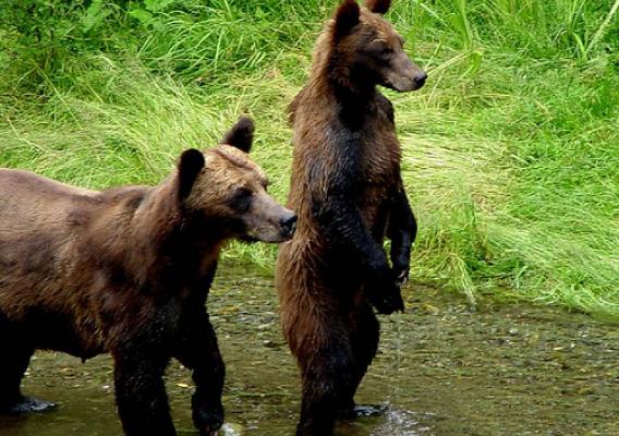 Alaska and brown bears are virtually synonymous, and this young bear shows he is as curious about visitors to Alaska as they are of him. (US Forest Service photo) 