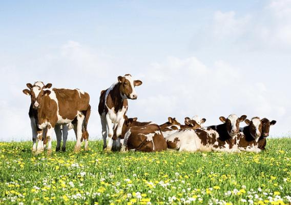 Cows in a field.  Before it can be turned into cheese, organic milk must come from a certified organic cow.  For products like cheddar cheese to have the certified organic label, both the dairy farm and the cheese processing facility must meet the USDA organic regulations.