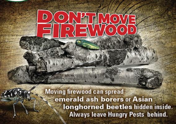 Don't Move Firewood pests graphic