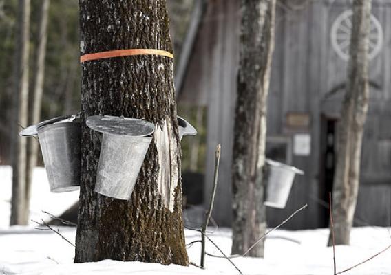 Maple syrup collection in a sugar bush. NIFA grants support camps that allow tribal youth to experience cultural tradition while learning about plant science. (iStock image)