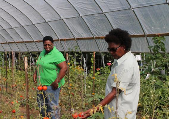 Priscilla Williamson, NRCS supervisory district conservationist, (left), enjoys seeing all the varieties of tomatoes ripening in the newly constructed seasonal high tunnel.