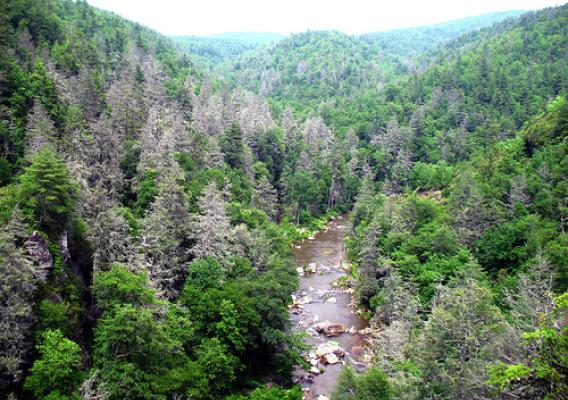 Gray ghosts are a common sight in the southern Appalachians. A hemlock woolly adegid infestation has killed many hemlock trees in the Linville Gorge area of Pisgah National Forest in North Carolina. (U.S. Forest Service/Steve Norman)