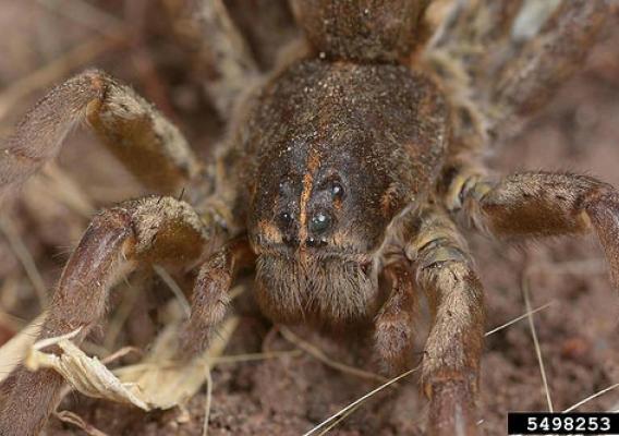 Wolf spiders are robust and agile hunters with excellent eyesight. They live mostly solitary and hunt alone. (Bugwood.org/Joseph Berger)
