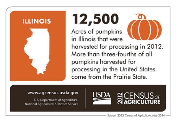 With more than 12,500 acres, Illinois growers account for more than three-fourths of all pumpkins harvested for processing in the United States. Check back next Thursday for more interesting information on another state from the 2012 Census of Agriculture!