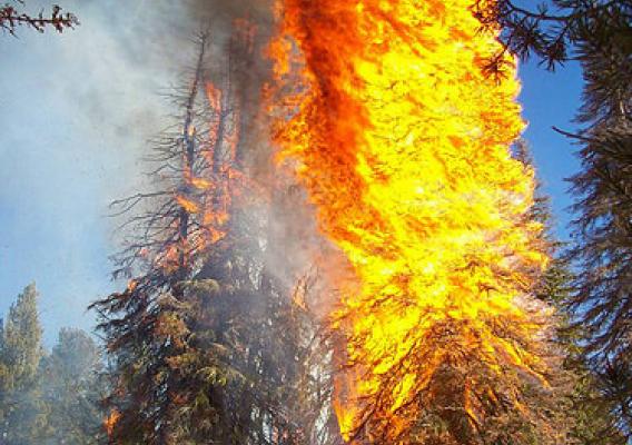 A pine burns with snow on the ground on the Boise National Forest (Photo Credit: US Forest Service)