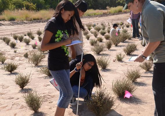 Pueblo of Acomo students measure and record plant heights and crown diameters.
