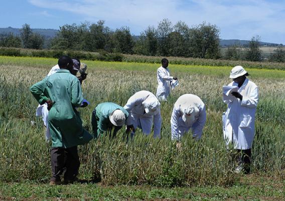 Researchers in Njoro, Kenya, evaluating wheat for resistance to Ug99 in October 2005.