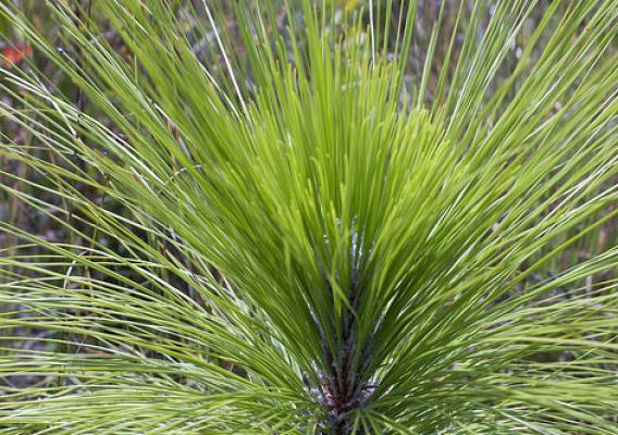 Longleaf pine is resistant to pests and disease, withstands drought and provides habitat for a host of wildlife. NRCS photo by Renee Bodine.