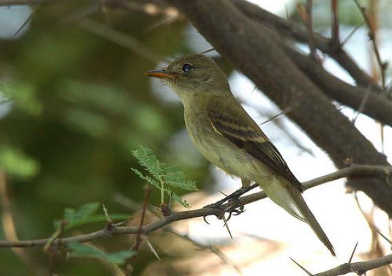 The Southwestern willow flycatcher is an endangered bird that lives in the riparian areas of the Southwest. Photo courtesy of U.S. Fish and Wildlife Service.