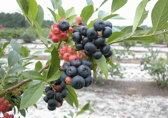 A winter-hardy, black-fruited blueberry
