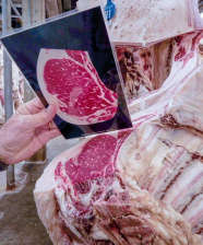 Graders use marbling standards cards to consistently establish correlations and score carcasses