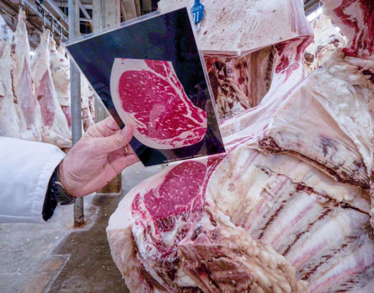 Graders use marbling standards cards to consistently establish correlations and score carcasses