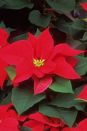 Poinsettias: Helping an Icon to Bloom at the Right Time | USDA