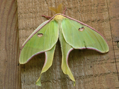 Moths Aflutter in Honor of National Moth Week | USDA