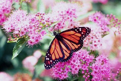 Conserving Monarch Butterflies And Their Habitats Usda