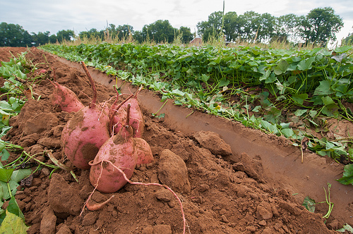 Crop Insurance Continues to Strengthen Rural Communities | USDA