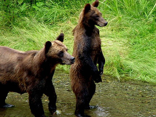 “World Class Treasure” video series on the Tongass National Forest | USDA