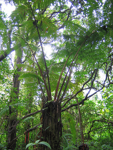 Saving Hawaii’s Tropical Forests | USDA