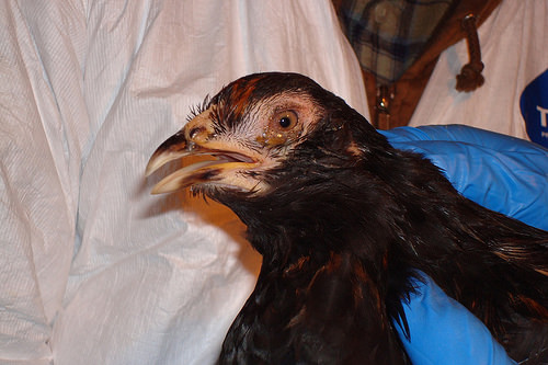 Biosecurity Education And Compliance Are Critical In Preventing Avian ...