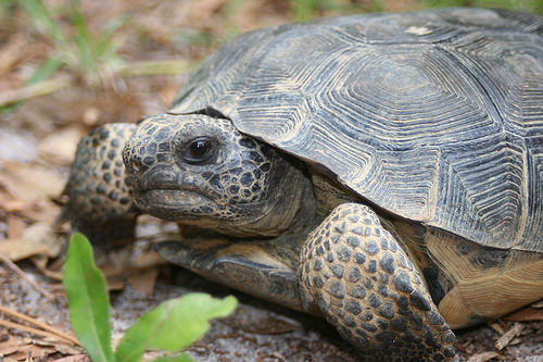 Gopher Tortoise Habitats Thrive along Alabama's Gulf Coast | USDA