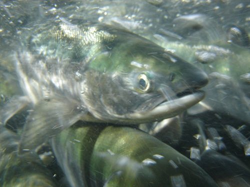 National Forests Contribute to Alaska's 2013 Record Salmon Harvest | USDA