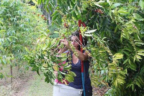 Hawaii’s Big Island Flavor Steams into the Canadian Market | USDA