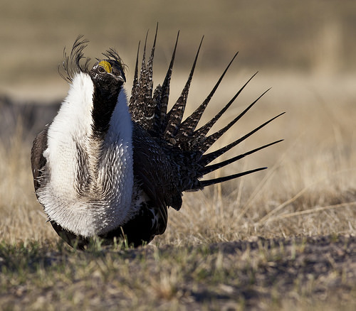 Bi-State Sage-Grouse Success Shows Importance of Voluntary Conservation ...