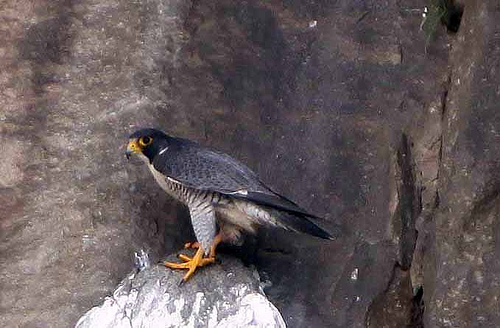 Falcon Nests put Temporary Halt to Rock Wall Climbing in Washington