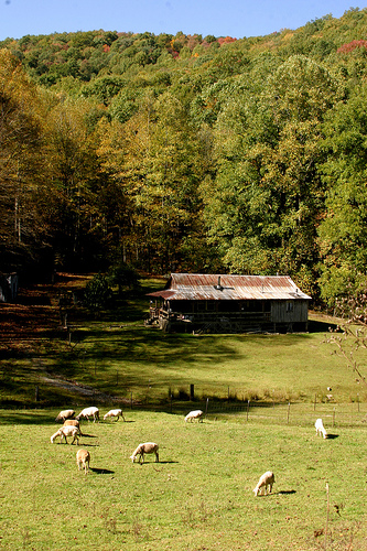 The Thousand-Acre Woods | USDA